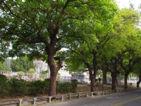 虎尾糖廠外道路<br/> 攝影：Eva隨手拍