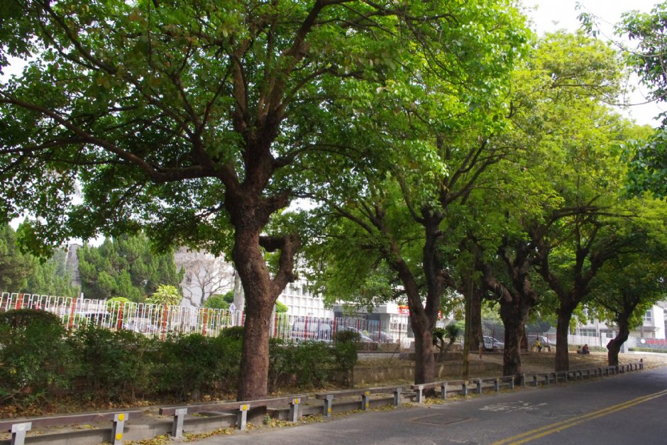 虎尾糖廠外道路 攝影：Eva隨手拍