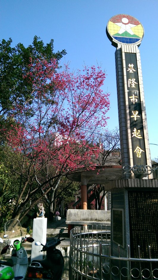 基隆中正公園賞櫻 攝影：Eva隨手拍