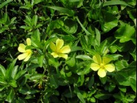 三朵黃花<br/> 攝影：老山羊