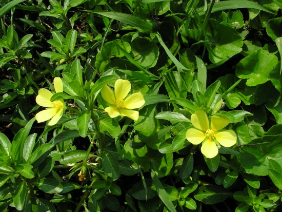 三朵黃花 攝影：老山羊