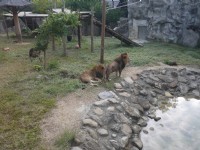 獅園-20131229<br/> 攝影：三井