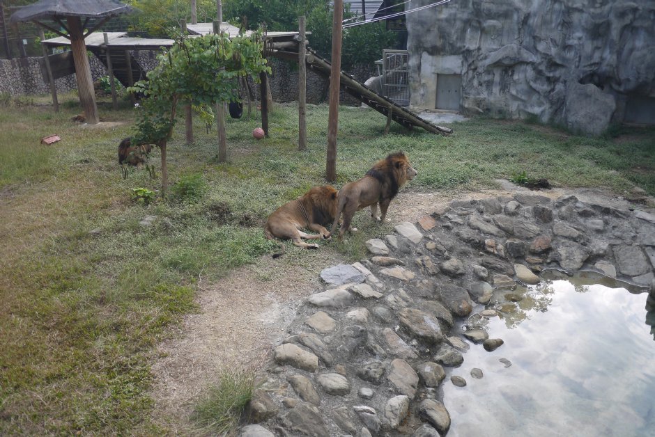 獅園-20131229 攝影：三井