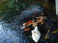 魚與鵝<br/> 攝影：余燕鳳