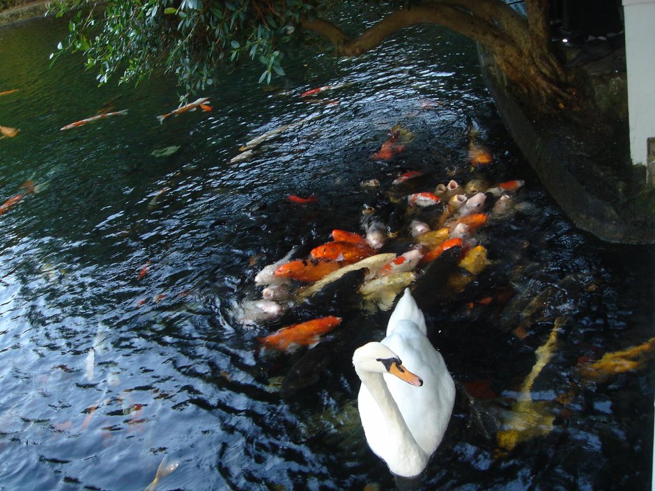 魚與鵝 攝影：余燕鳳