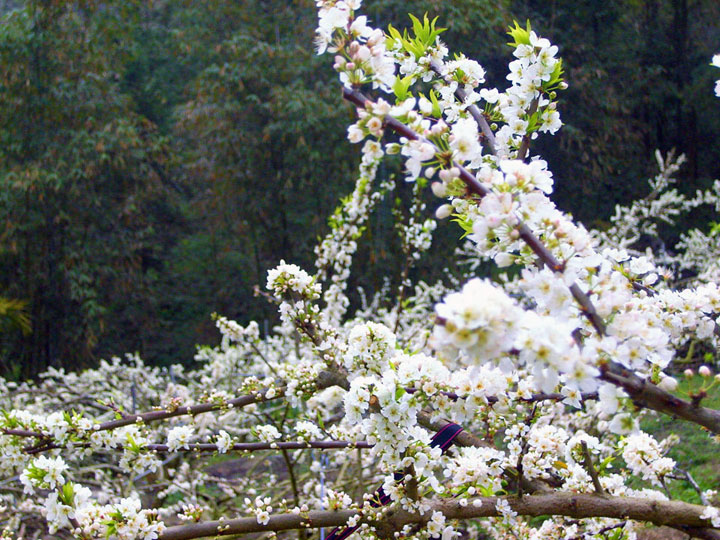 烏松崙百花盛開 攝影：Eva隨手拍