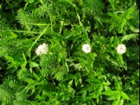 三朵白花<br/> 攝影：老山羊