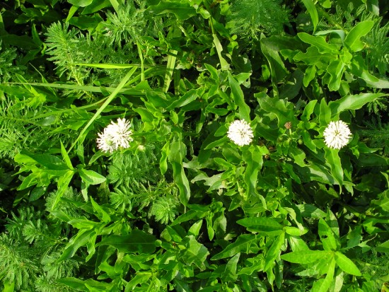 三朵白花 攝影：老山羊