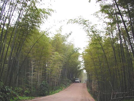 翡翠長廊-02 攝影：四川旅遊信息網