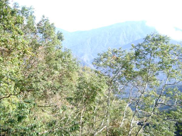 遠望山林一景 攝影：老山羊資訊網