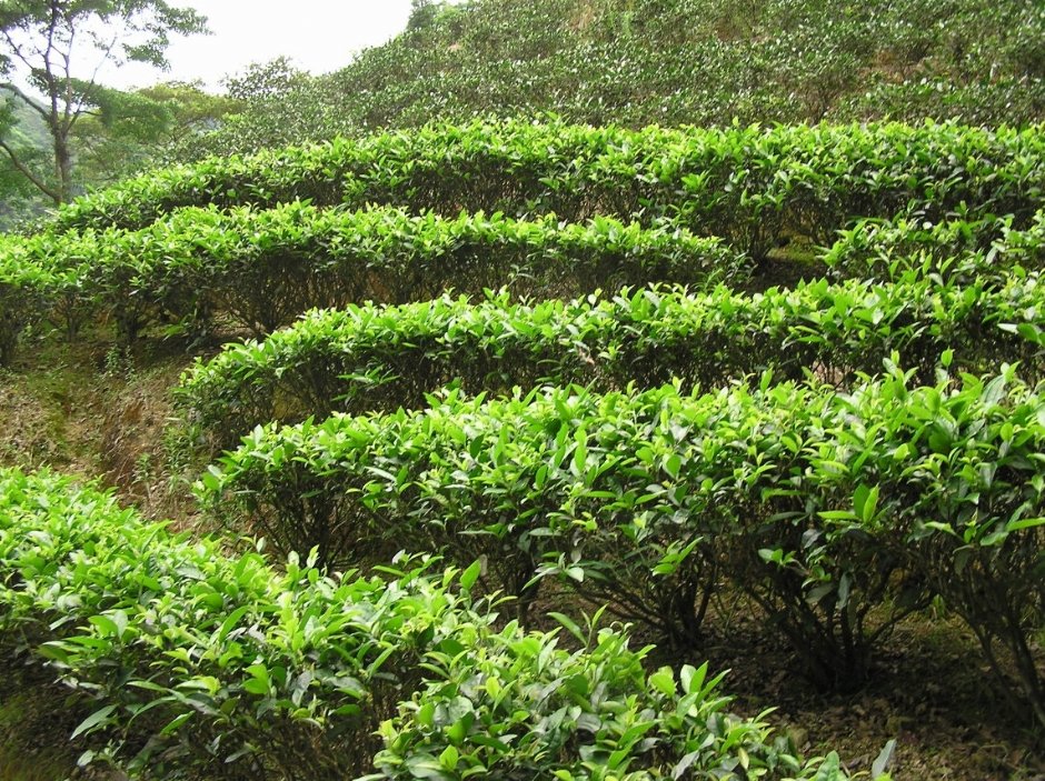 文山包種茶 攝影：陳李豪