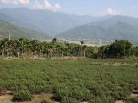 綿延茶園<br/> 攝影：老山羊部落格