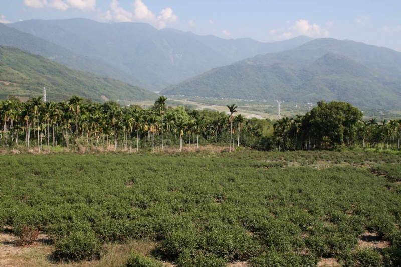 綿延茶園 攝影：老山羊部落格