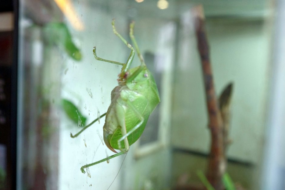 台北市立動物園 攝影：Eva隨手拍