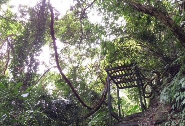 大板根森林遊樂區 攝影：簡時強