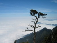 佇立山風的台灣鐵杉!<br/> 攝影：自助旅行家族