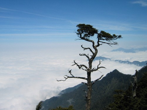 佇立山風的台灣鐵杉! 攝影：自助旅行家族