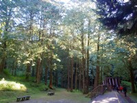 水山巨木步道<br/> 攝影：Eva隨手拍