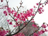 中正紀念堂櫻花盛開<br/> 攝影：Eva隨手拍