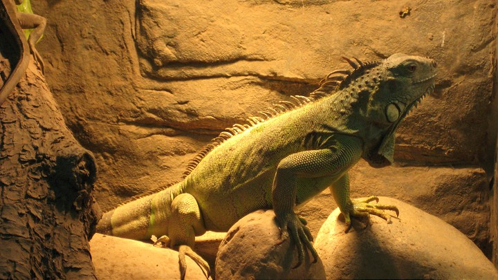 上海動物園 攝影：Crystal