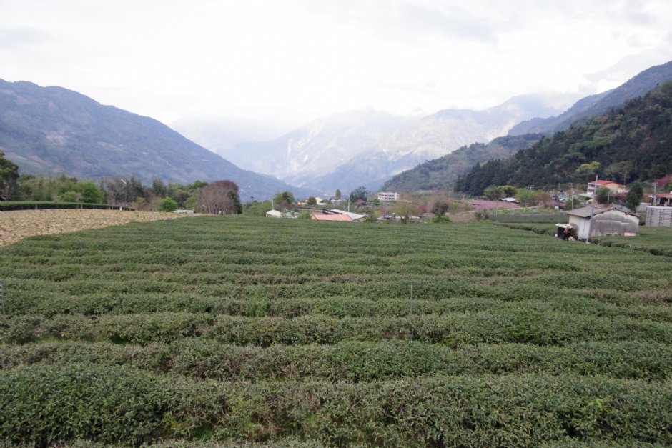 草坪頭玉山觀光茶園 攝影：Eva隨手拍