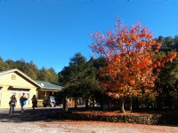 大雪山國家森林遊樂區<br/> 攝影：晏伶
