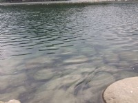梅花湖<br/> 攝影：陳皮梅
