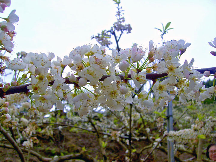 烏松崙百花盛開 攝影：Eva隨手拍