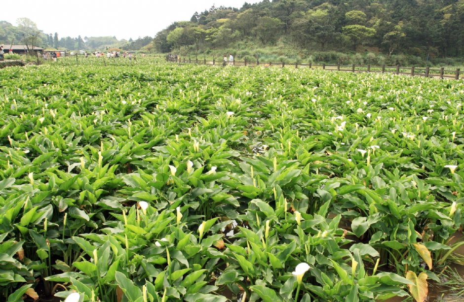 整片海芋田 攝影：陳銘祥