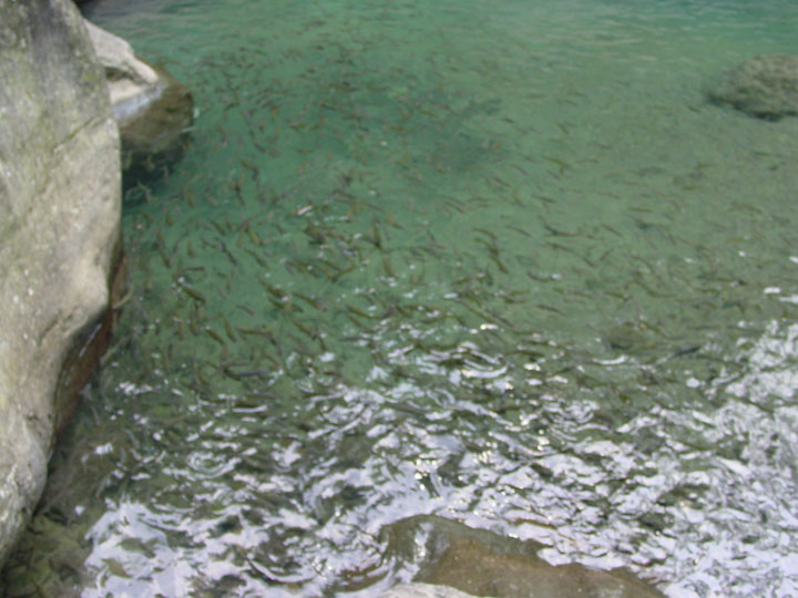 水波下的台灣固魚 攝影：陳銘祥