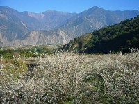 藍天白花<br/> 攝影：老山羊