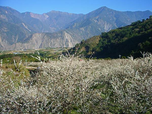 藍天白花 攝影：老山羊