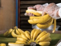 生產製程<br/> 攝影：集元果觀光工廠