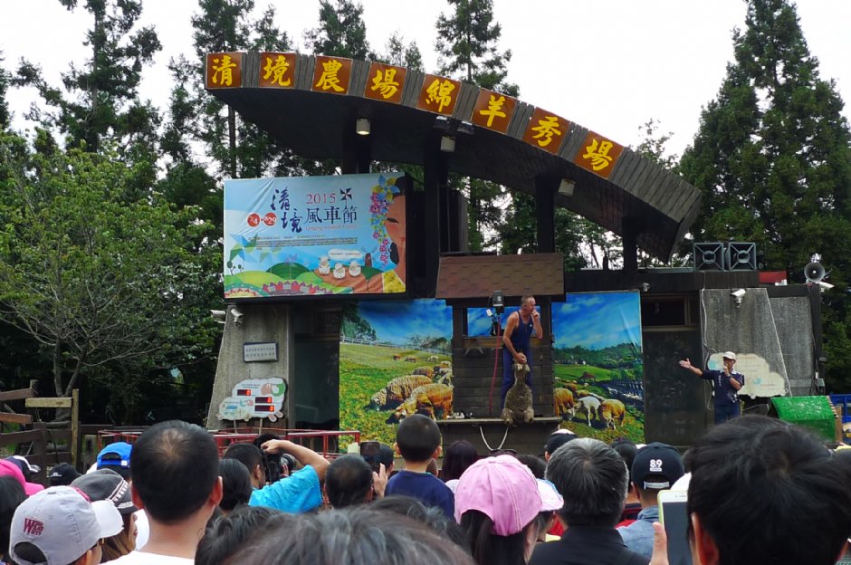 青青草原綿羊秀 攝影：Eva隨手拍