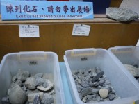 蛤貝化石開放展示<br/> 攝影：旅遊王攝影組