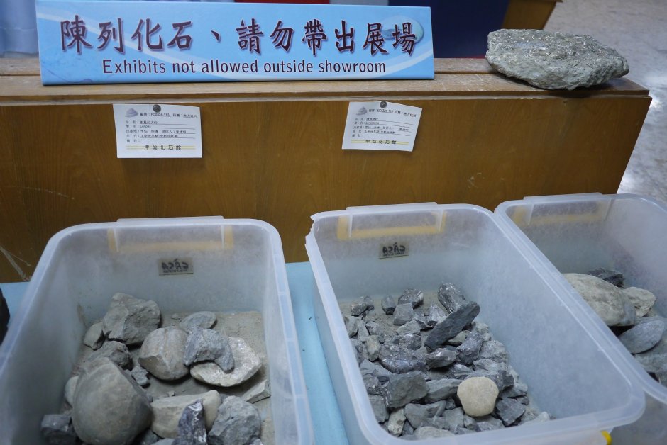 蛤貝化石開放展示 攝影：旅遊王攝影組