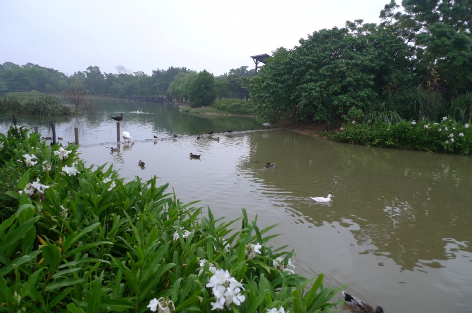 八德埤塘生態公園 攝影：Eva隨手拍