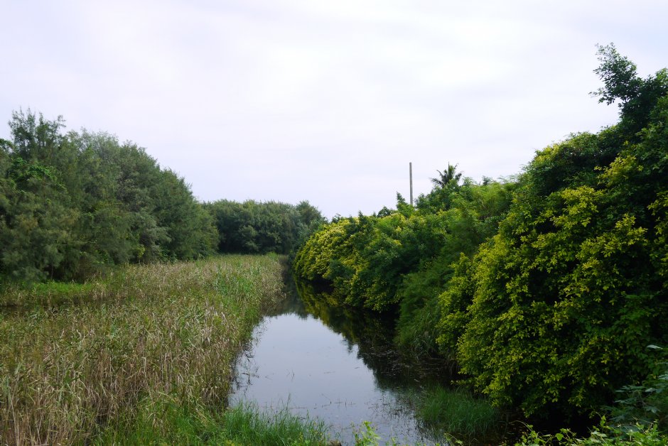馬沙溝濱海遊憩區兩側濕地 攝影：三井