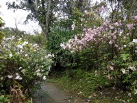 茶花莊<br/> 攝影：Lu
