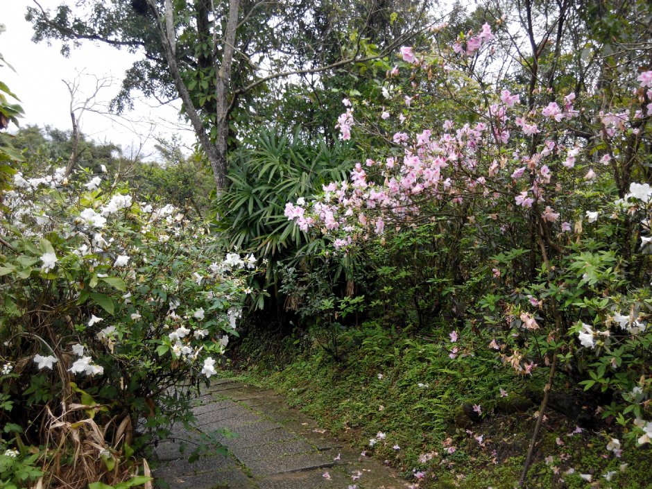 茶花莊 攝影：Lu