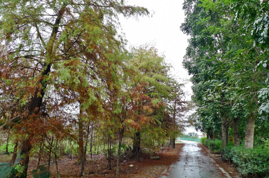 初英親水生態公園 攝影：Eva隨手拍