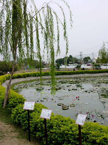 蓮花池2 攝影：鄭惠文