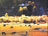 寧靜的亞丁初秋草場<br/> 攝影：四川旅遊信息網