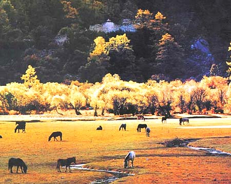 寧靜的亞丁初秋草場 攝影：四川旅遊信息網