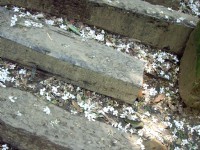 桐花公園<br/> 攝影：Eva隨手拍