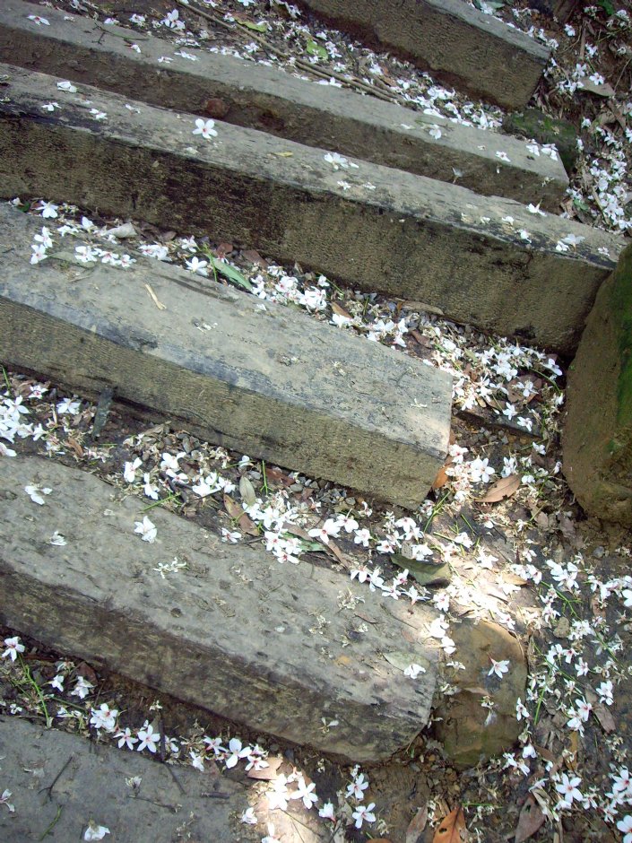 桐花公園 攝影：Eva隨手拍