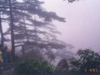 黃山上的松樹<br/> 攝影：台灣中國旅行社