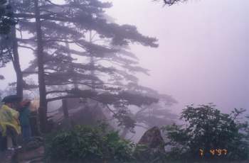 黃山上的松樹 攝影：台灣中國旅行社