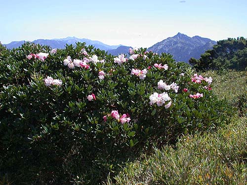 高山杜鵑 攝影：阿英的登山小站