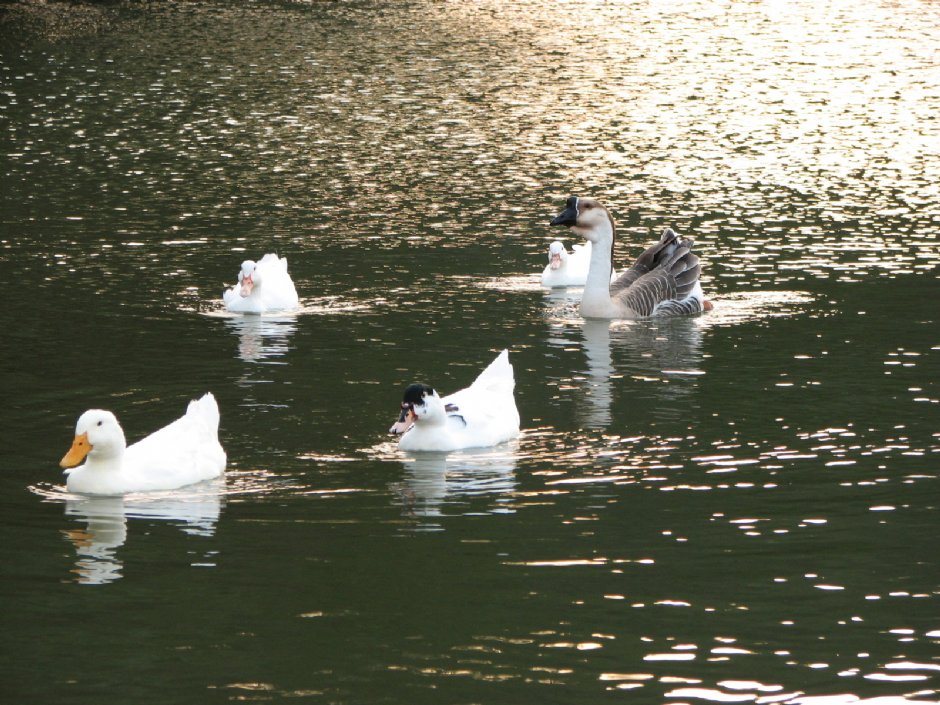 大湖公園 攝影：林仲哲